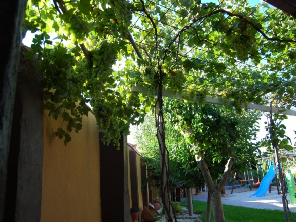 jardin-frutales-uvas-casa-rural-salamanca-el-rincon-de-arabayona